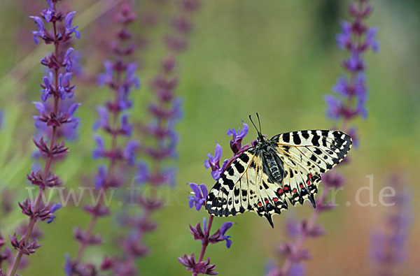 Oestlicher Osterluzeifalter (Allancastria cerisy)