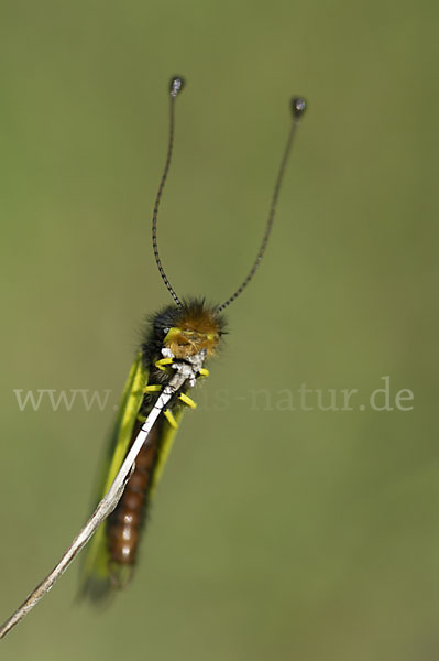 Oestlicher Schmetterlingshaft (Libelloides macaronius)