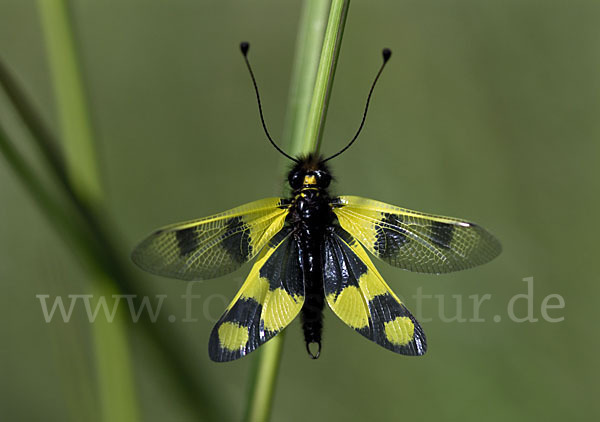 Oestlicher Schmetterlingshaft (Libelloides macaronius)