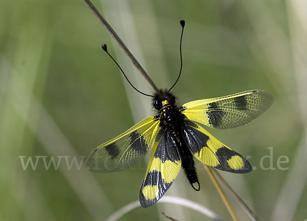 Oestlicher Schmetterlingshaft (Libelloides macaronius)