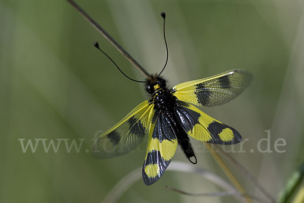 Oestlicher Schmetterlingshaft (Libelloides macaronius)