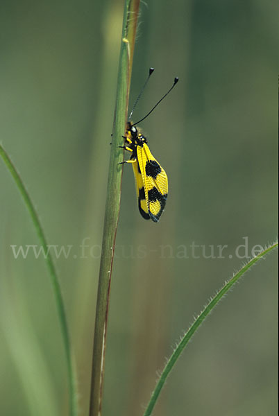 Oestlicher Schmetterlingshaft (Libelloides macaronius)