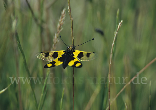 Oestlicher Schmetterlingshaft (Libelloides macaronius)