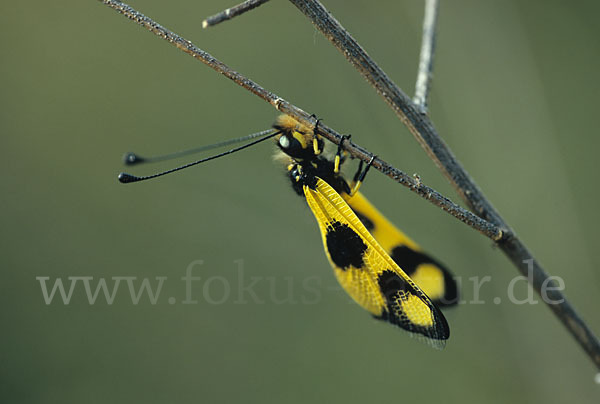 Oestlicher Schmetterlingshaft (Libelloides macaronius)