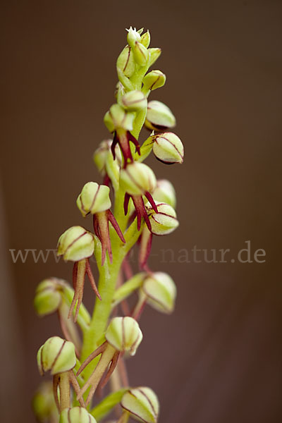 Ohnhorn (Aceras anthropophorum)