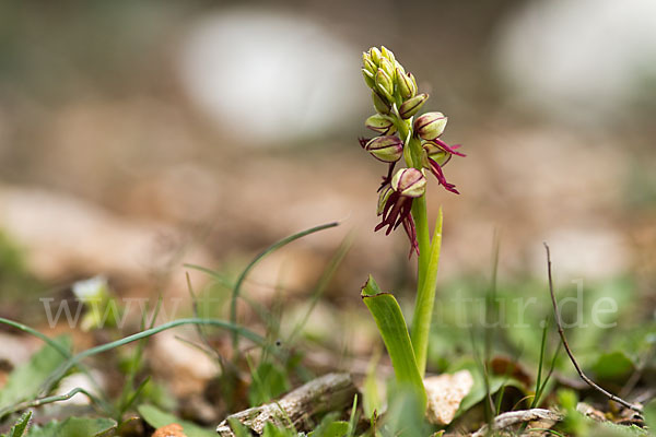 Ohnhorn (Aceras anthropophorum)