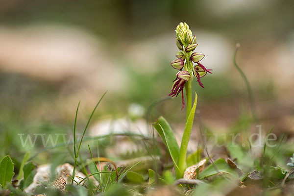 Ohnhorn (Aceras anthropophorum)