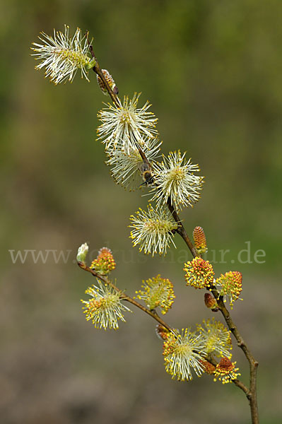 Ohr-Weide (Salix aurita)