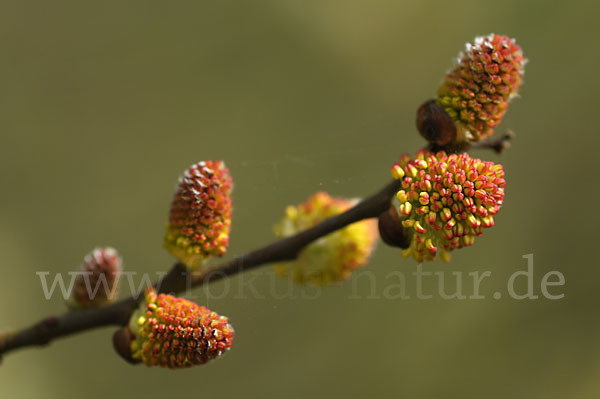 Ohr-Weide (Salix aurita)