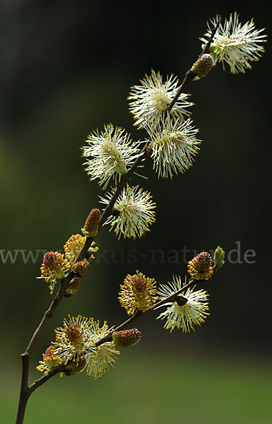 Ohr-Weide (Salix aurita)