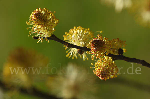 Ohr-Weide (Salix aurita)