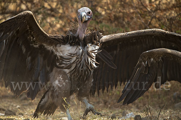 Ohrengeier (Aegypius tracheliotus)