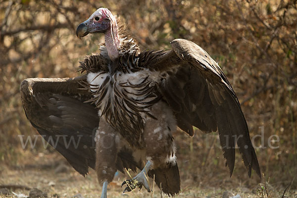 Ohrengeier (Aegypius tracheliotus)