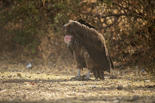 Ohrengeier (Aegypius tracheliotus)