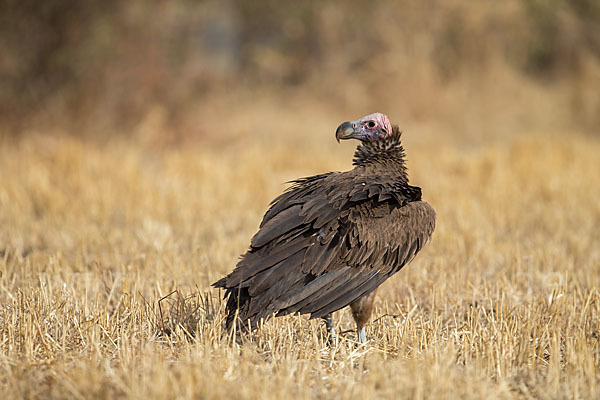 Ohrengeier (Aegypius tracheliotus)