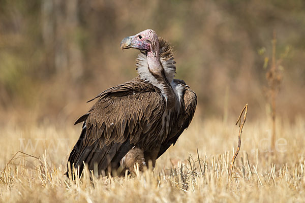 Ohrengeier (Aegypius tracheliotus)