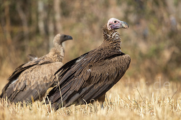 Ohrengeier (Aegypius tracheliotus)