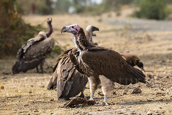 Ohrengeier (Aegypius tracheliotus)