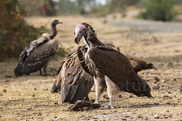 Ohrengeier (Aegypius tracheliotus)