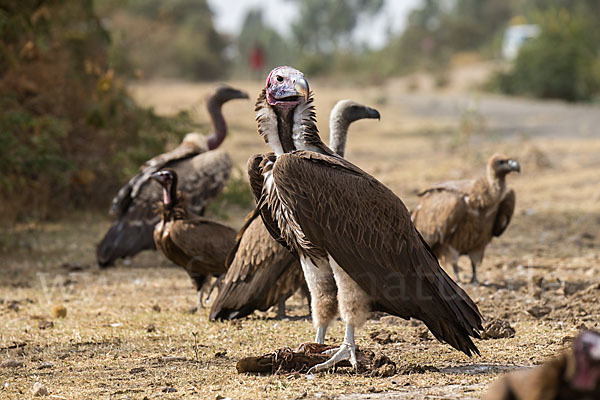 Ohrengeier (Aegypius tracheliotus)