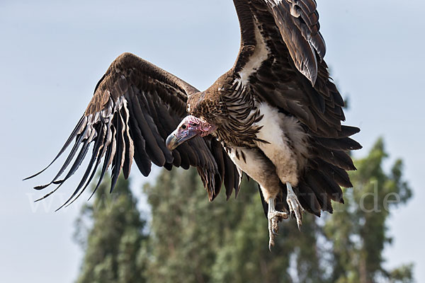 Ohrengeier (Aegypius tracheliotus)