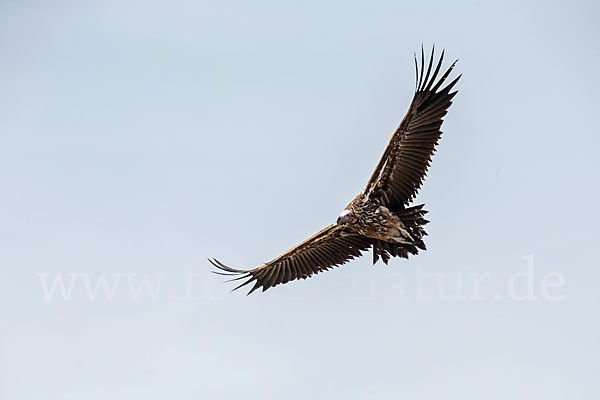 Ohrengeier (Aegypius tracheliotus)