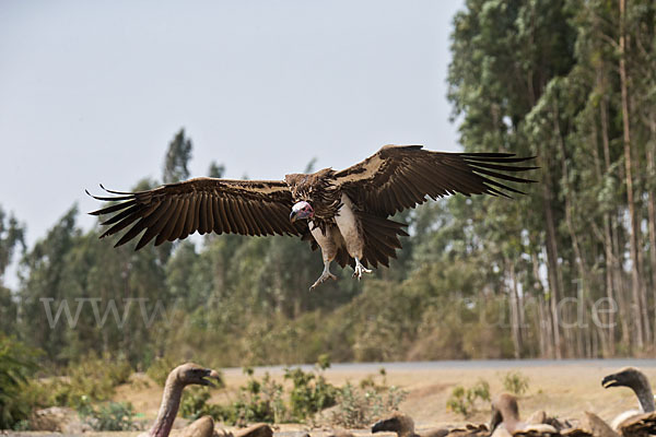 Ohrengeier (Aegypius tracheliotus)