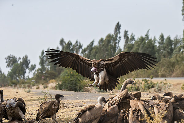 Ohrengeier (Aegypius tracheliotus)