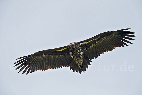 Ohrengeier (Aegypius tracheliotus)