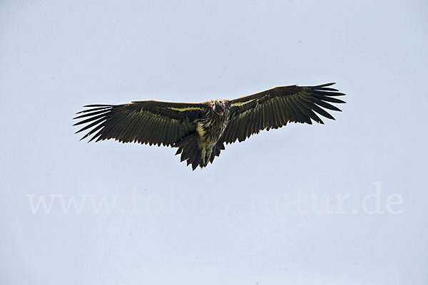 Ohrengeier (Aegypius tracheliotus)