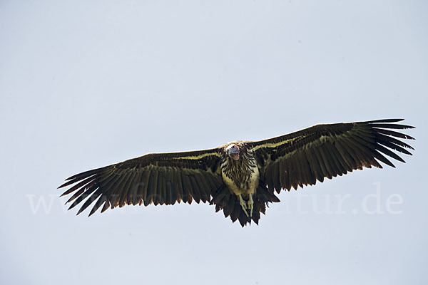 Ohrengeier (Aegypius tracheliotus)