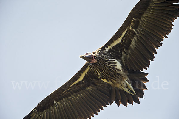 Ohrengeier (Aegypius tracheliotus)