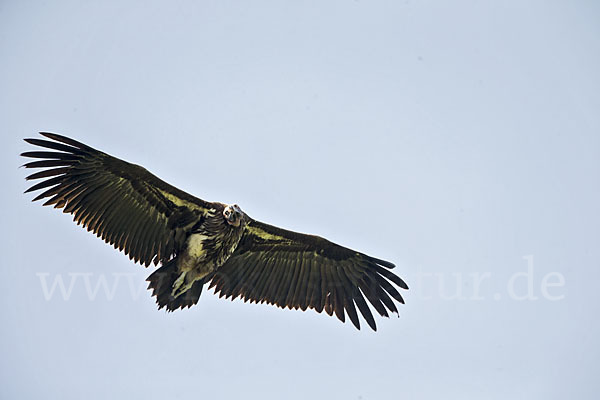 Ohrengeier (Aegypius tracheliotus)