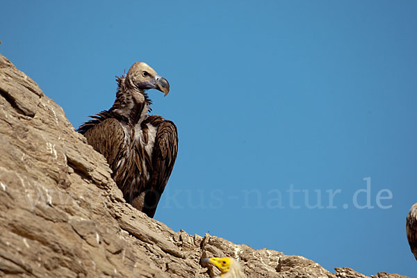 Ohrengeier (Aegypius tracheliotus)