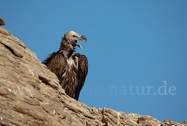 Ohrengeier (Aegypius tracheliotus)