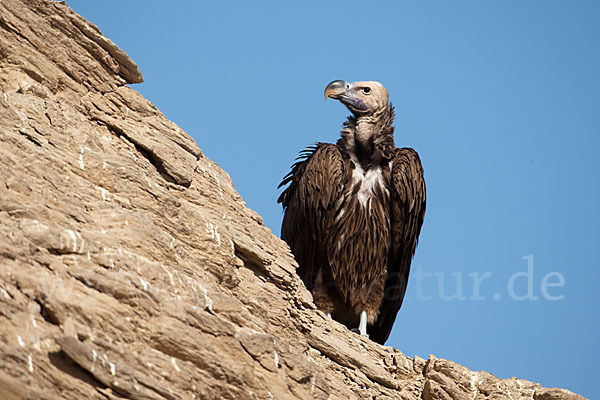 Ohrengeier (Aegypius tracheliotus)