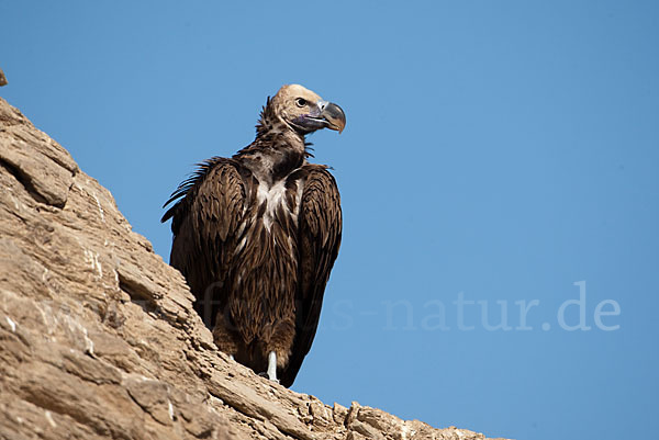 Ohrengeier (Aegypius tracheliotus)