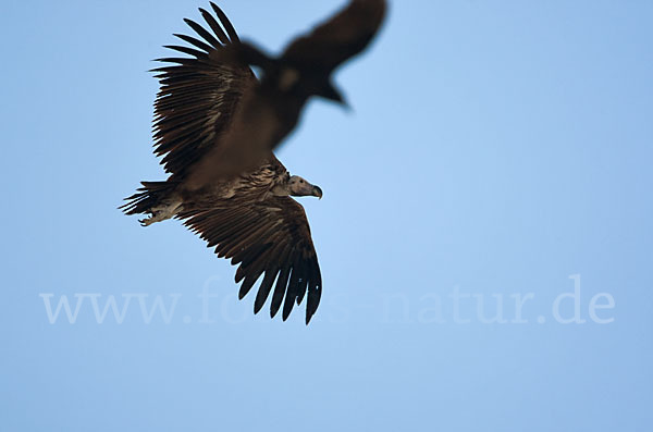 Ohrengeier (Aegypius tracheliotus)