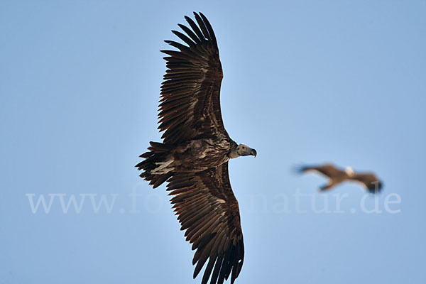 Ohrengeier (Aegypius tracheliotus)