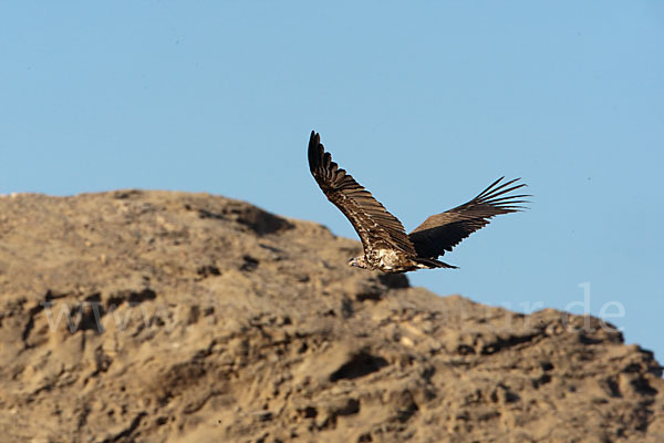 Ohrengeier (Aegypius tracheliotus)