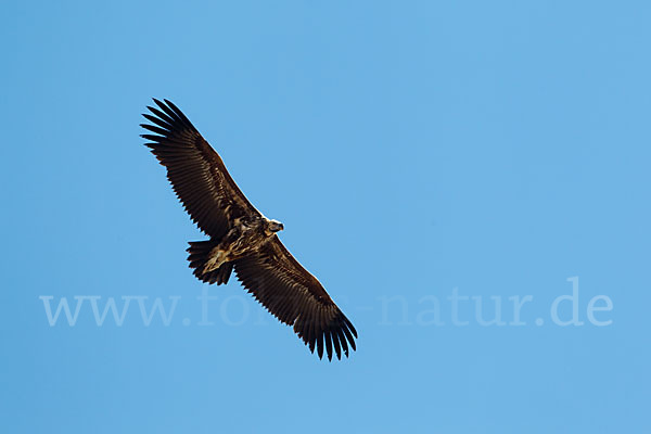 Ohrengeier (Aegypius tracheliotus)