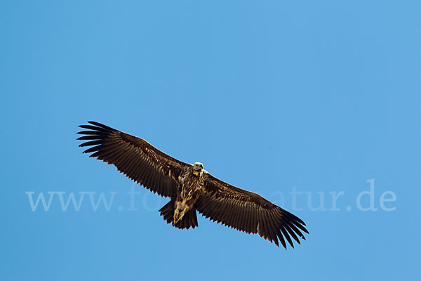 Ohrengeier (Aegypius tracheliotus)