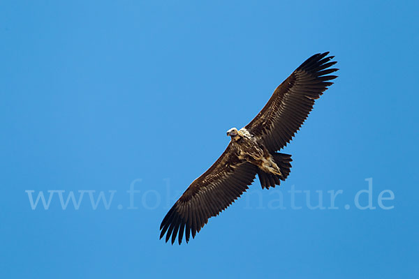 Ohrengeier (Aegypius tracheliotus)