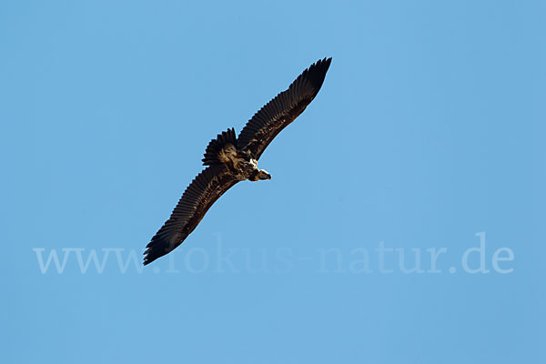 Ohrengeier (Aegypius tracheliotus)