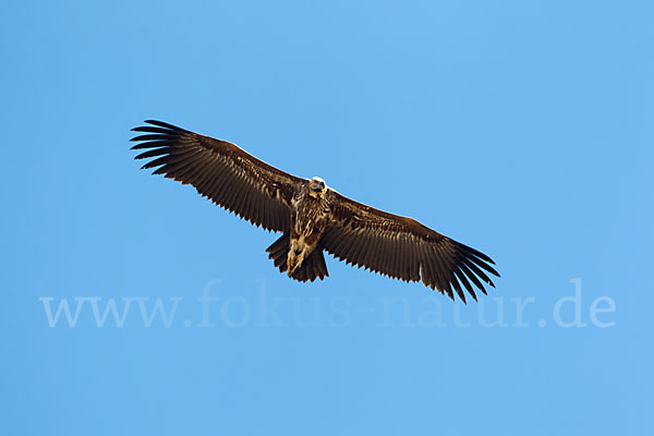 Ohrengeier (Aegypius tracheliotus)