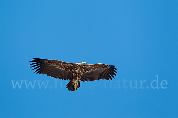 Ohrengeier (Aegypius tracheliotus)