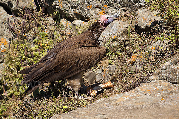 Ohrengeier (Aegypius tracheliotus)