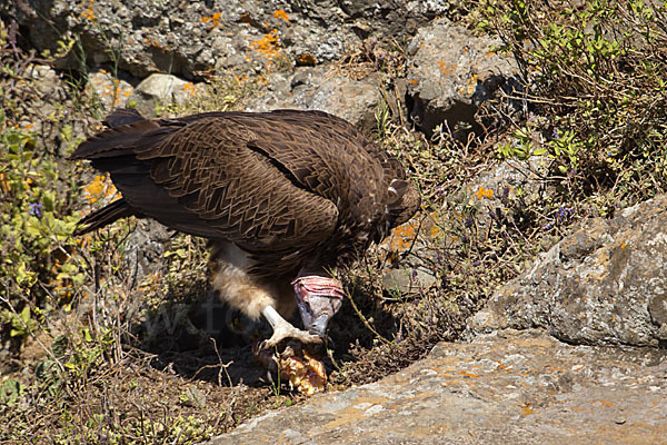 Ohrengeier (Aegypius tracheliotus)