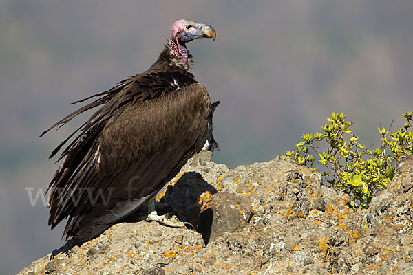 Ohrengeier (Aegypius tracheliotus)