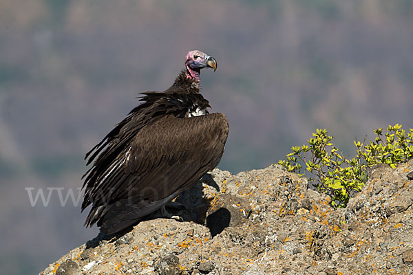 Ohrengeier (Aegypius tracheliotus)